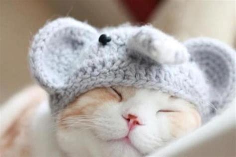 Cats In Hats Follow Us Showmecats Showmecats Thefashionista Fashioncats Kittens Cutest