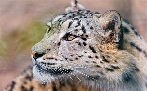 Wallpaper Snow Leopard Face Eyes 1680x1050 4kwallpaper 670735