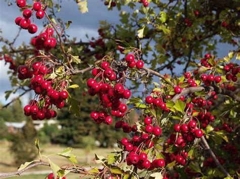 An autotroph is an organism that can make its own food for energy. Herbal Remedies To Lower Your High Blood Pressure!