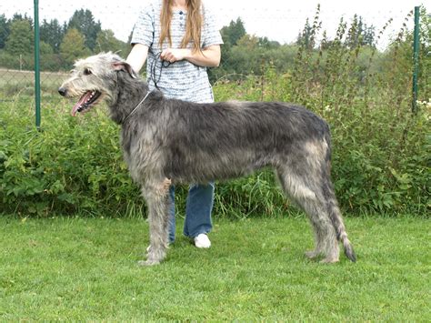 Irish Wolfhound