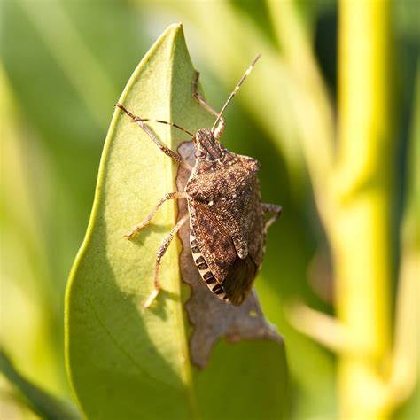 Preventing Stink Bugs This Winter · Extermpro
