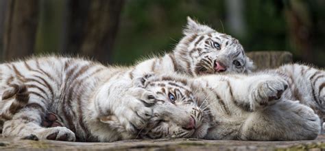 The White Tigers Cubs Cuddling And Playing These Two White Flickr