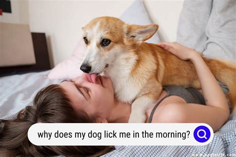Why Does My Dog Lick Me In The Morning Explained Oodle Life