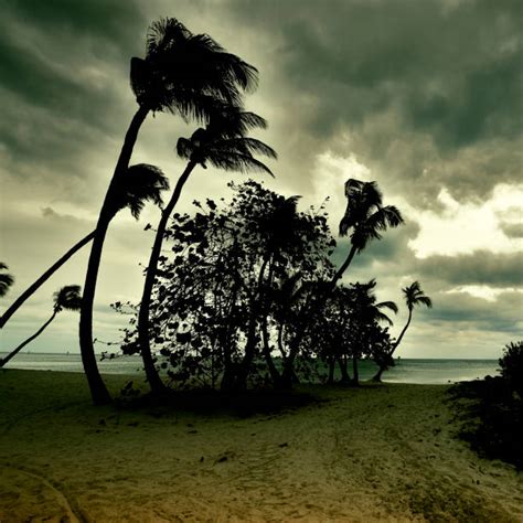 Hurricane Palm Trees Stock Photos Pictures And Royalty Free Images Istock