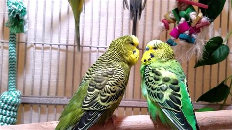 200 Min Budgies Chirping Parakeets Sounds Reduce Stress Relax To