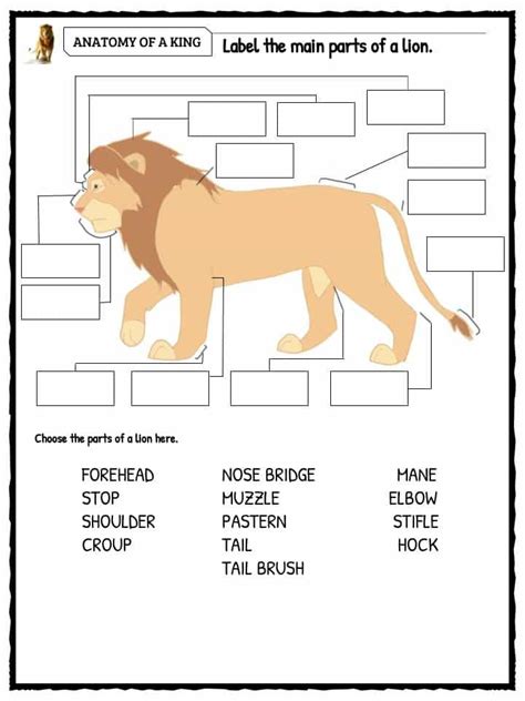 Lion Facts Worksheets And Information For Kids