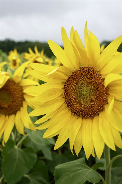 From hokkaido to tokyo, check out the best sunflower fields to visit in japan in 2021 summer. Sunflower Fields 2017! | The Glorious Mundane