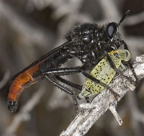 Large Black And Red Robber Flywith Epicauta Prey Ospriocerus