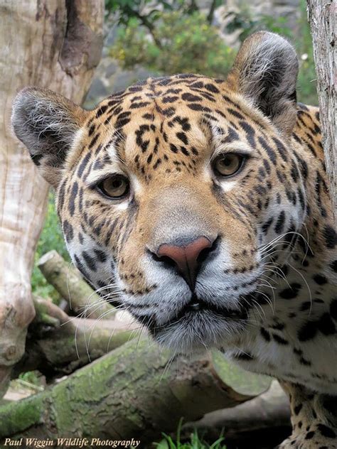Jaguar Cat Species Wild Cats Animals Wild