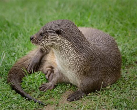 Pin By Deborah Mcbride On British Wildlife Otters British Wildlife