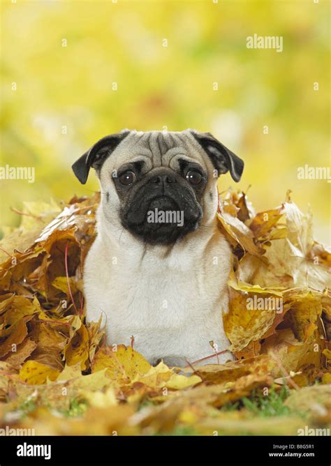 Pug Dog Lying In Foliage Stock Photo Alamy