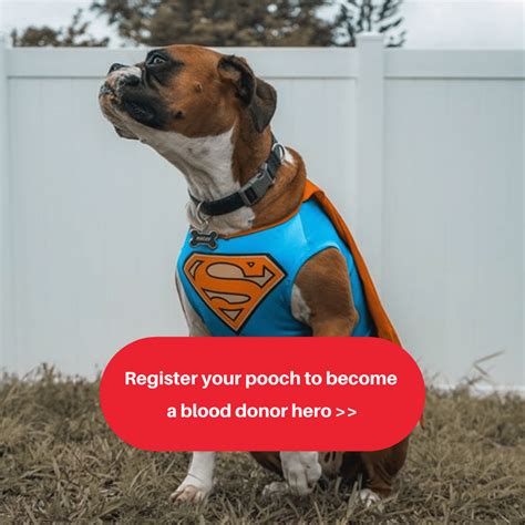 How Does A Dog Become A Blood Donor