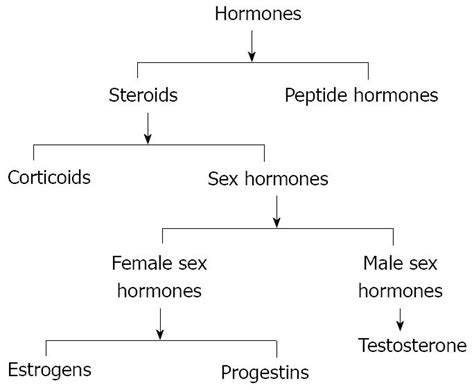 sexual hormones lasopadowntown