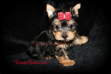 Get your yorkie poo today. Available Male Yorkshire Terrier Puppies For Sale in TX ...