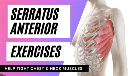 Serratus Anterior Youtube