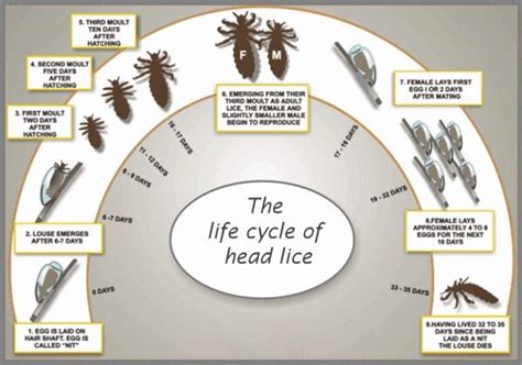 Lice Out New York - 12 Reviews - Lice Services - Upper ...