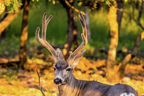 Mule Deer Buck 001572 Photograph By Renny Spencer Fine Art America