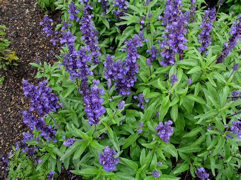 Online Plant Guide Salvia Farinacea Evolution Evolution Blue Sage