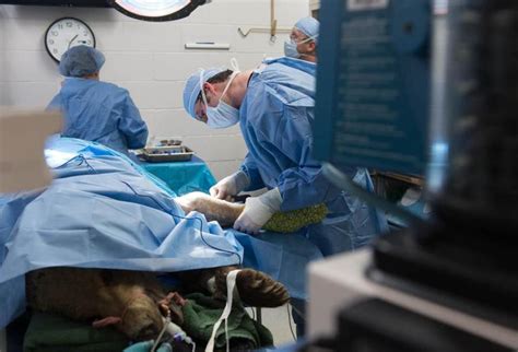 Csu Vets Perform Surgery On Grizzly Bear Fox31 Denver