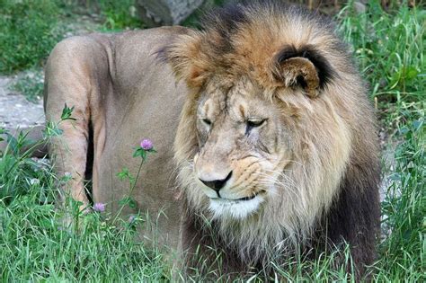 Le Lion De L Atlas Lyon - Lion de l'Atlas - Photo de 088 - Parc de la Tête d'Or (Lyon) le 13 mai