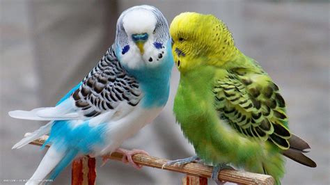 Parakeet Wallpapers Wallpaper Cave