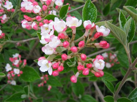 Viburnum × Burkwoodii Mohawk Burkwood Viburnum Lewis Ginter