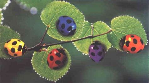 Pink Ladybugs That Are Real Photo Of Colorful Ladybugs Bugs