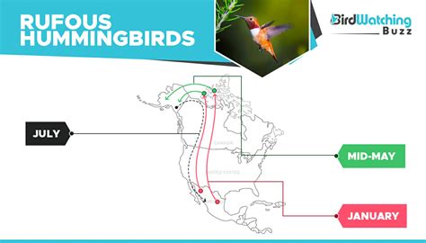 When Do Hummingbirds Migrate Birdwatching Buzz