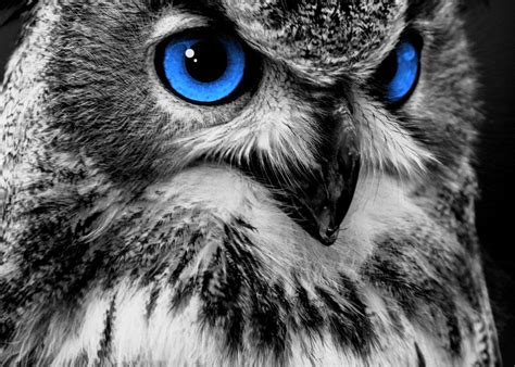 Owl Canvas Art Black And White Owl Photos Hd Owl Images Owl Eyes