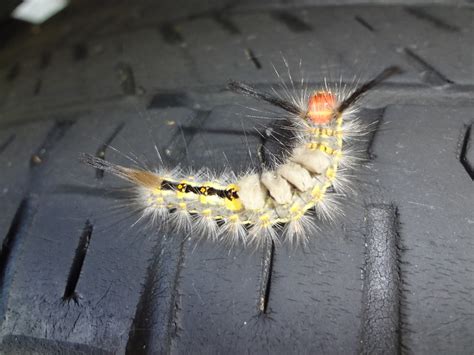 They can come in yellow or white,,,, they have 5 distinct black hair tufts to help you to identify them. Caterpillar Tussockmoth | Flickr - Photo Sharing!