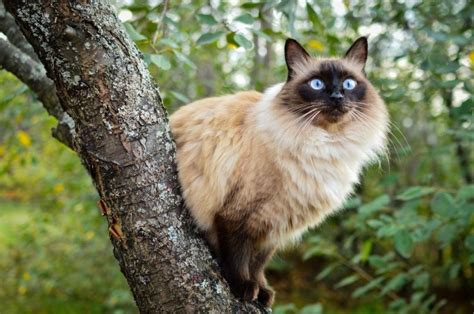Balinese Cats Breed Facts Information And Advice Pets4homes