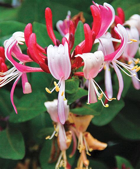 Look What I Found On Zulily Live Fragrant Cloud Honeysuckle Plant By