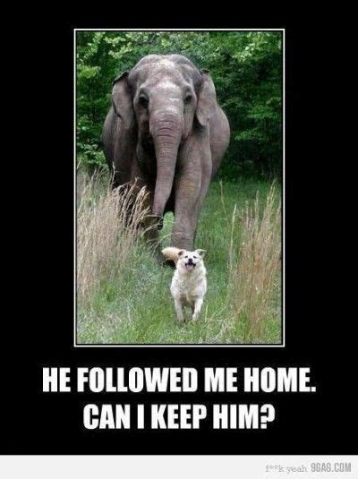 174 Best Funny Animal Jokes Images Funny Animals Funny Funny Animal