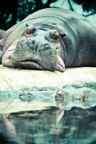 Hippo Sleeping Portrait Cute Hippo Baby Hippo Majestic Animals