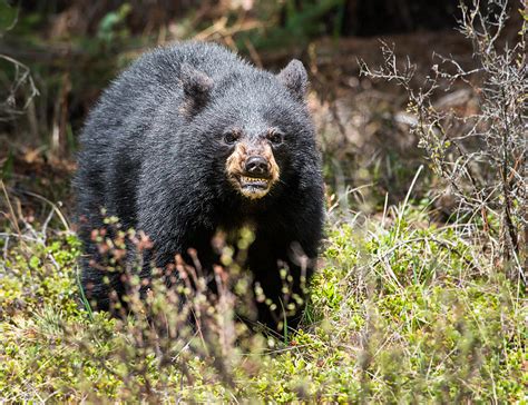 Rabid Bears May Be Roaming Hudson Valley Parts Of New York State