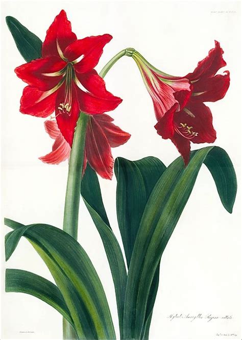 Hybrid Amaryllis From Transactions Of The Horticultural Society Of