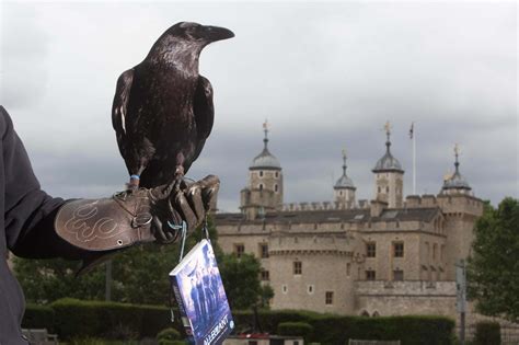 raven mad tower  londons birds  feral   visitors