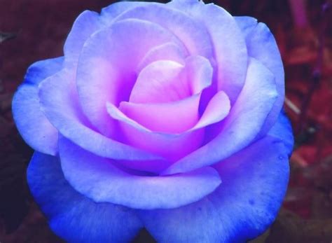 Which Beautiful Blue Flower Poll Results Beautiful