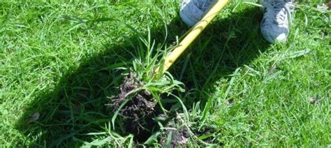 Quackgrass Vs Crabgrass Weed And Feed Lawn Care