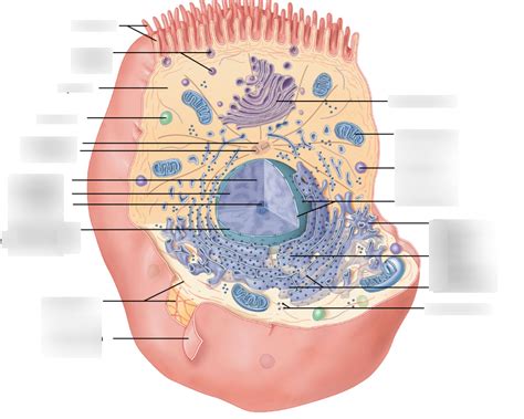 Anatomy Of A Typical Cell Diagram Quizlet