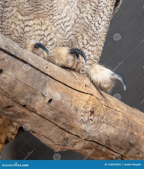 Eagle Owl Paw On A Log In A Zoo Stock Photo Image Of Stands Eagle