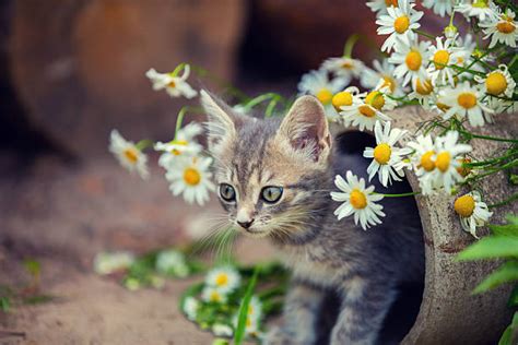 Join 20,000+ photography blogger readers to receive weekly photography inspiration. Cat Smelling Flowers Stock Photos, Pictures & Royalty-Free ...