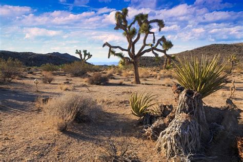 Best Time To Visit Joshua Tree National Park From A Local 2023