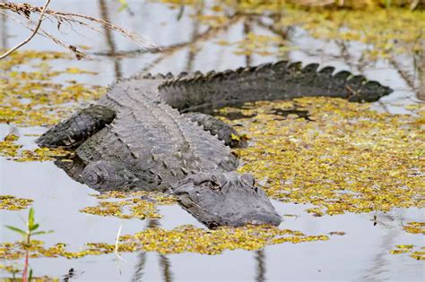 Massive Alligator Killed After Being Spotted With Human Remains In Its