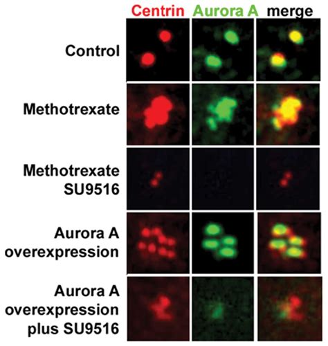 Inhibition Of Cdk2 Activity Decreases Aurora A Kinase Centrosomal
