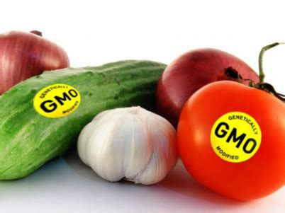 Imagine an onion that doesn't make you cry, or a tomato with extra vitamin c. Ethical Issues - Genetically Modified Organisms in Food