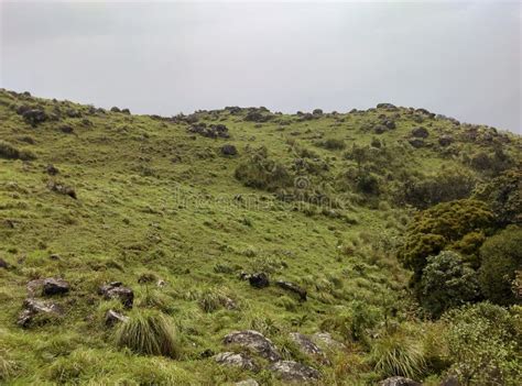 Mountain Slope And Green Meadows In Kerala Stock Photo Image Of