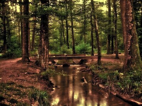 10 Most Beautiful Forests In Cyprus