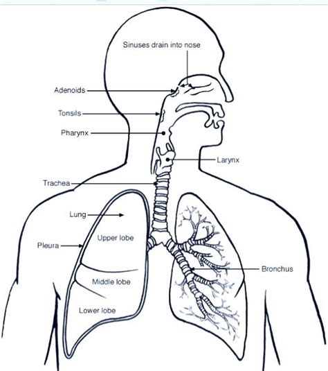Respiratory System Coloring Page At Free Printable