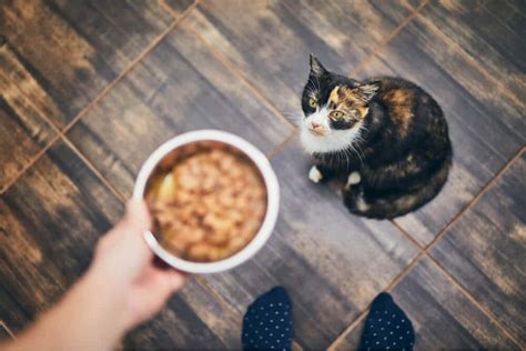 The other way, i presume is what she calls the prey model, replicating cat prey, which is in a mara's raw food diet recipe for cats. Top 6 Best Homemade Cat Food Recipes - We're All About Cats